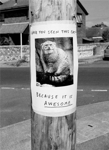 awesome-cat