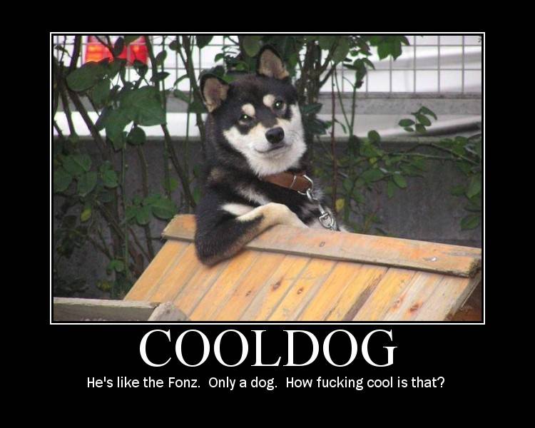 cool-dog