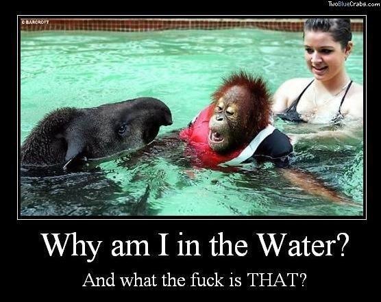 monkey-in-water